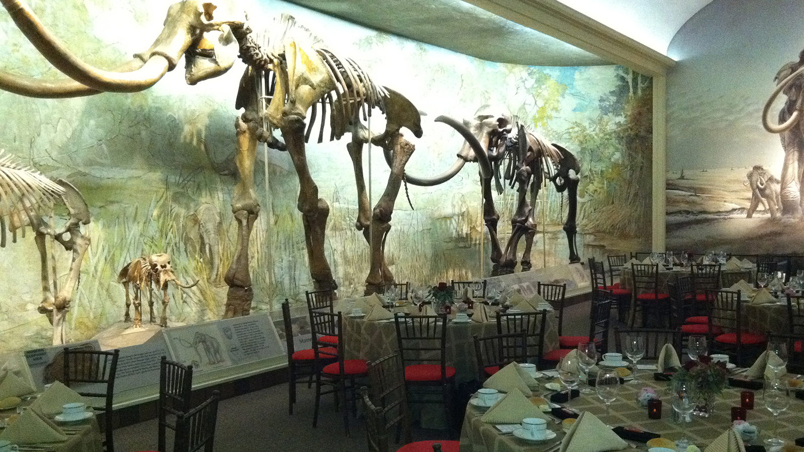 Morill Hall main room, mastodon skeleton.